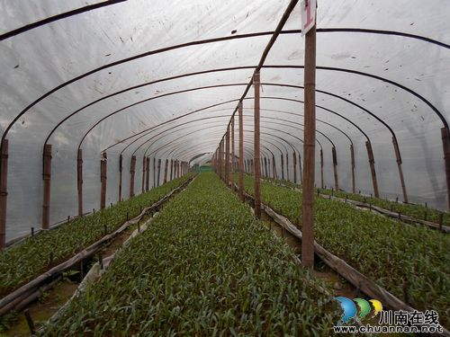 泸州合江白米乡：种金钗石斛一亩三分地&nbsp;年产四十万(图1)