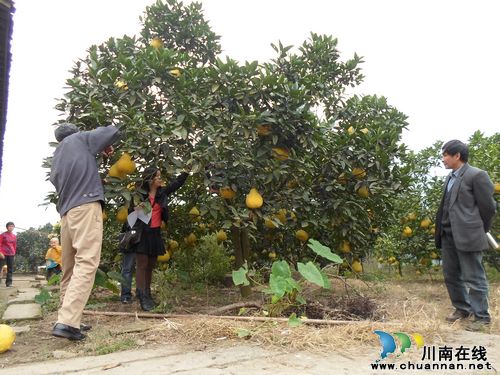 泸州合江白米乡：三亩真龙柚&nbsp;&nbsp;产值八万元(图1)