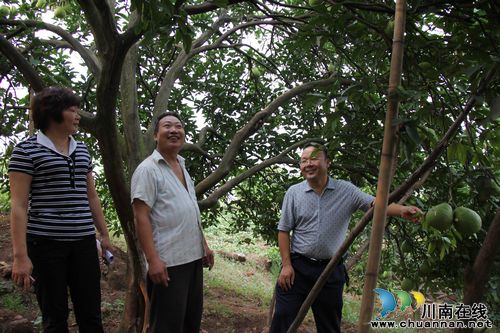 泸州：真龙柚30元/公斤，合江果农笑开颜(图2)