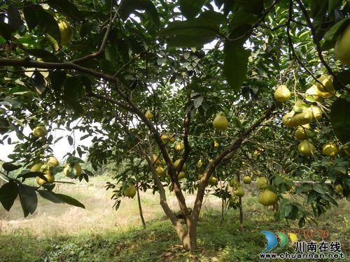 泸州：真龙柚30元/公斤，合江果农笑开颜(图1)