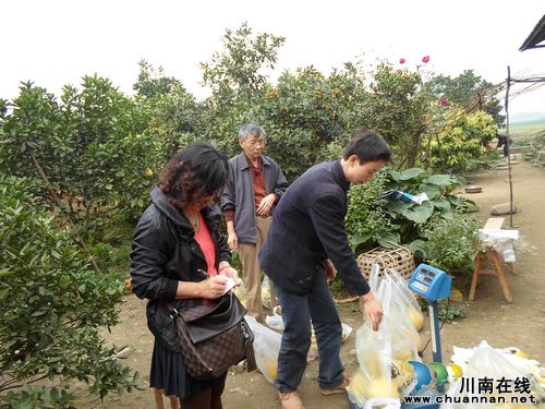合江:科研立项技术攻坚助推真龙柚产业化打造出口水果(图1) 合江:科研立项技术攻坚助推真龙柚产业化打造出口水果(图1)