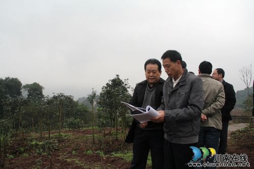 龙车镇:大力发展桂花生态产业受肯定(图2) 龙车镇:大力发展桂花生态产业受肯定(图2)
