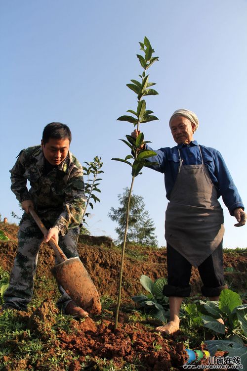 龙车镇：民兵助力种桂花&nbsp;劳弱户田间露笑颜(图1)