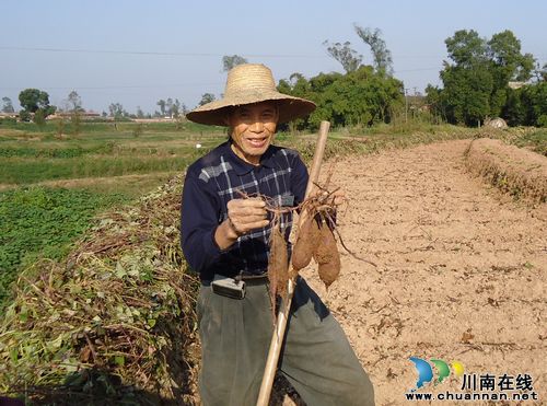 得胜镇：紫薯收获好时节(图1)
