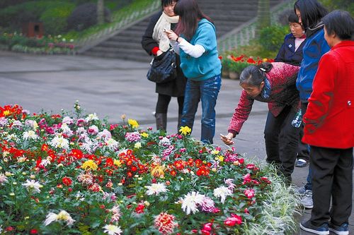资金不足&nbsp;今年宜宾市翠屏公园菊花展仍没戏(图1)