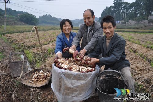 亩产8000斤年收入达60万元——蘑菇王夏昭其(图2) 亩产8000斤年收入达60万元——蘑菇王夏昭其(图2)