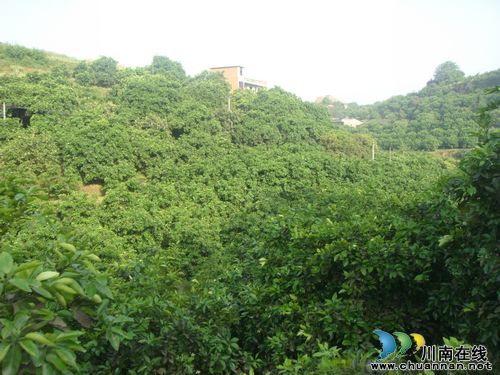 泸州合江:“柚”好“柚”快发展 亿元产业飘香(图1) 泸州合江:“柚”好“柚”快发展 亿元产业飘香(图1)