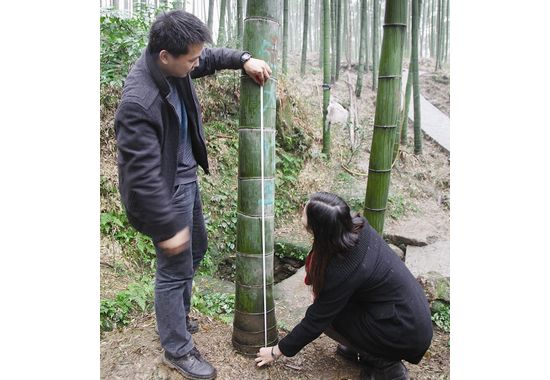 宜宾长宁现“竹王”比普通竹子大1倍
