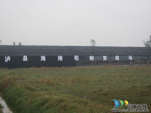 方洞镇：稻鳅养殖助力新农村建设之路(图2)