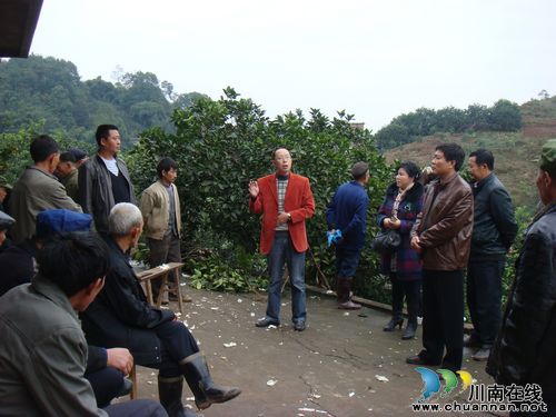 白米乡：一乡一品铸产业&nbsp;&nbsp;柚子飘香迎远客(图2)