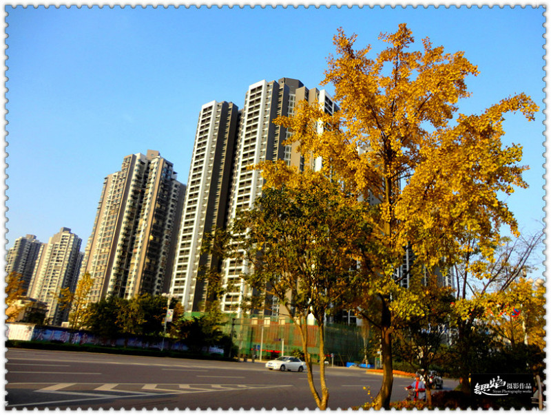 醉美泸州--一个银杏弥漫的暖冬(图3)