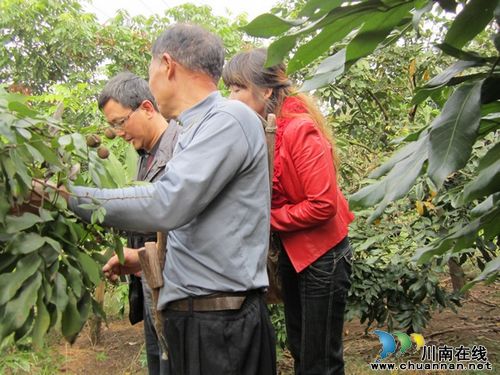 云龙镇：展开冬季建园护理&nbsp;确保龙眼树顺利过冬(图2)