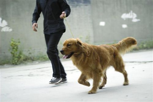 泸州主城区禁养35厘米以上犬只(图1)