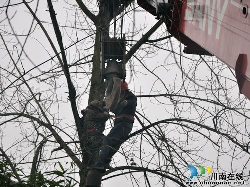 电力工人遭马蜂蛰伤困树梢&nbsp;合江消防"水炮"轰蜂巢(图1)