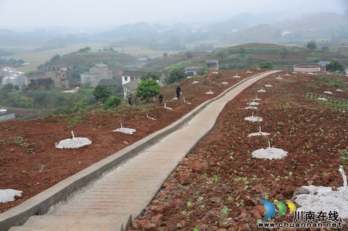 泸州市农业局王霞局长调研尧坝荔枝产业发展(图2)