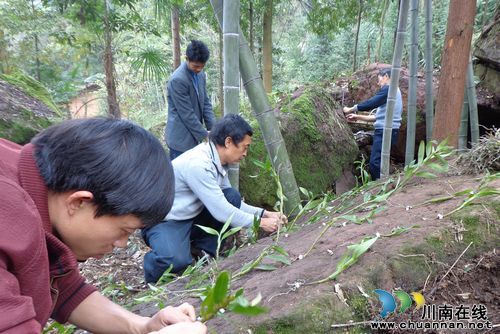 先滩镇：老龙口村农民种植金钗石斛热情高