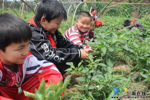 龙车镇：校园劳动实践基地建设掠影