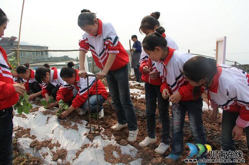 龙车镇：校园劳动实践基地建设掠影(图4)