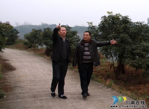 桂圆开道，打造海潮新农村