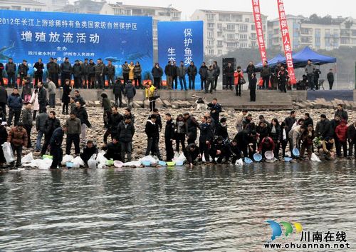 泸州：17万尾鱼苗放流长江