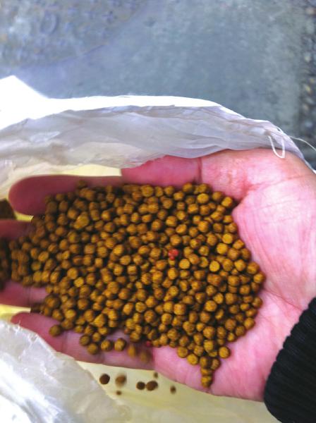 泸州"转色黄辣丁"暴露行业"潜规则"(图2) 泸州"转色黄辣丁"暴露行业"潜规则"(图2)