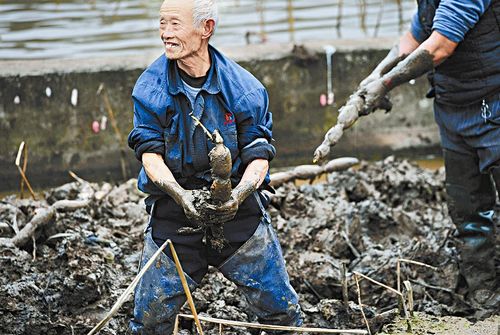 寒冬&nbsp;挖藕人(图3)