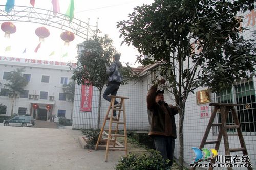 龙车镇:灯笼印诗句 "桂花文化"迎新春(图1) 龙车镇:灯笼印诗句 "桂花文化"迎新春(图1)