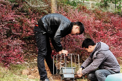 内江市景观灯频遭“黑手”无奈穿上“盔甲”(图1) 内江市景观灯频遭“黑手”无奈穿上“盔甲”(图1)