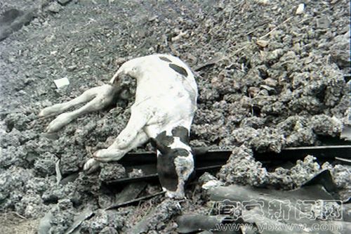 宜宾一奶牛场环境差&nbsp;记者采访遭遇暴力(图1)