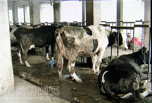 宜宾一奶牛场环境差&nbsp;记者采访遭遇暴力(图3)