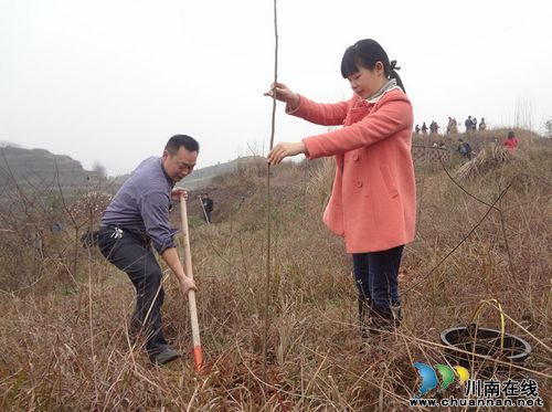 华阳街道：义务植树添绿忙(图2)