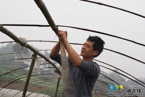 纳溪:人勤春来早 菜农备耕忙(图1) 纳溪:人勤春来早 菜农备耕忙(图1)