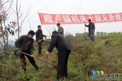毗卢镇：冒雨植树&nbsp;为大地添新绿(图1)
