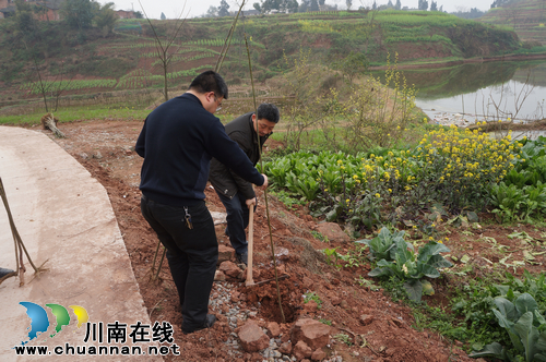 立石镇:开展迎春植树活动 绿化乡村公路(图1) 立石镇:开展迎春植树活动 绿化乡村公路(图1)