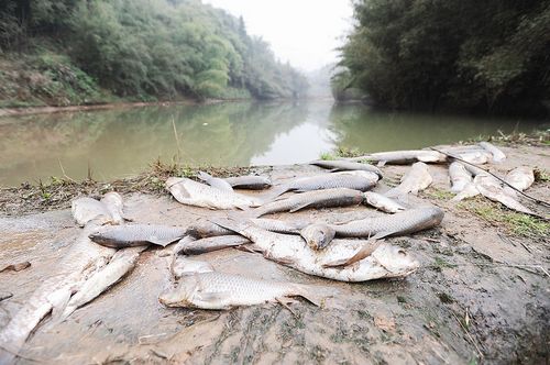 宜宾:鱼塘疑被投毒 两千斤鱼儿遭殃(图1) 宜宾:鱼塘疑被投毒 两千斤鱼儿遭殃(图1)