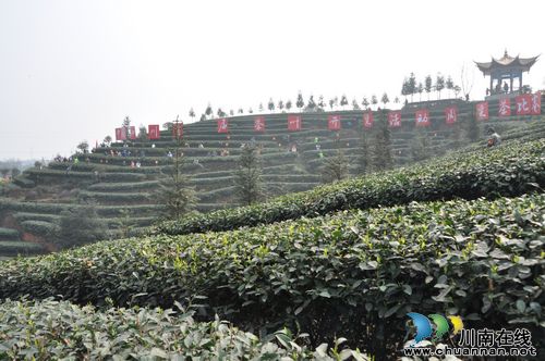 中国•四川首届茶叶开采活动周在泸州纳溪开幕(图5) 中国•四川首届茶叶开采活动周在泸州纳溪开幕(图5)