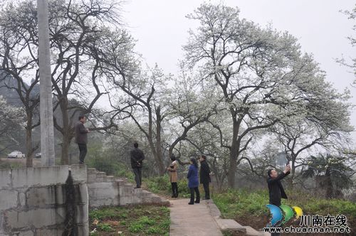 泸县云锦山100余株百年老梨树提前半月绽放花蕊"迎客"(图3)
