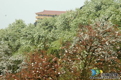 泸县云锦山100余株百年老梨树提前半月绽放花蕊"迎客"(图2)