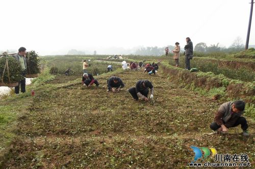 白米乡：培育40万株真龙柚苗打造一乡一业(图1)
