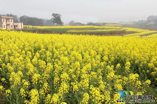 通滩油菜&nbsp;花开满园(图1)