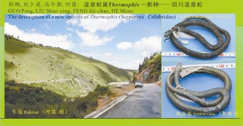 蛇年说蛇&nbsp;新蛇种四川“显形”(图1)