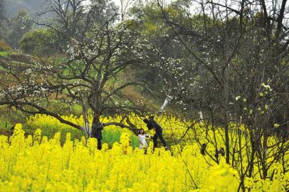 “美丽中国·花开川南”川南最佳赏花胜地评选