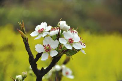 “美丽中国·花开川南”川南最佳赏花胜地评选(图3) “美丽中国·花开川南”川南最佳赏花胜地评选(图3)