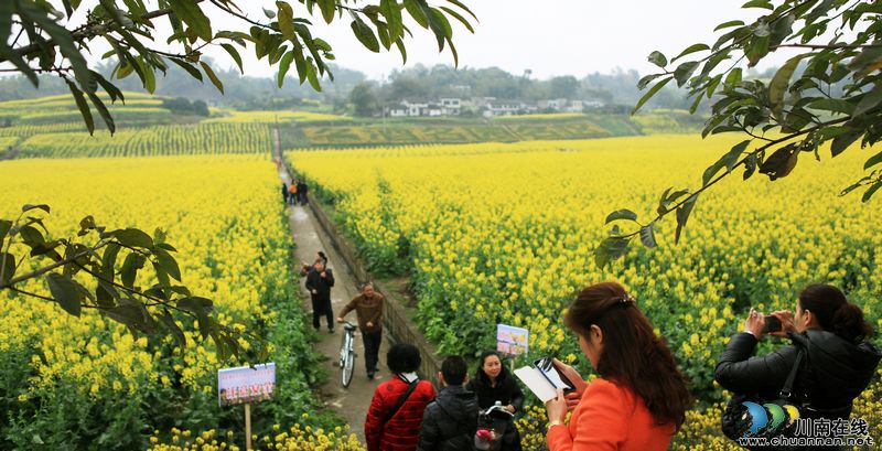 泸州江阳:乡村美景入画来(图2) 泸州江阳:乡村美景入画来(图2)