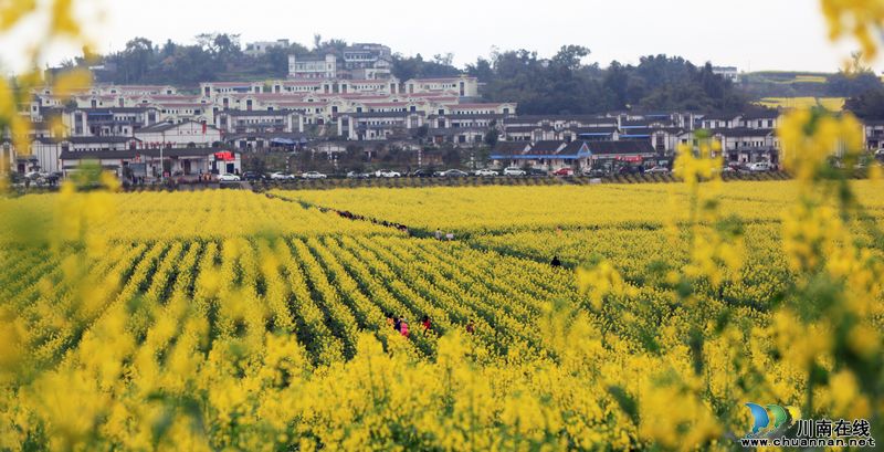 泸州江阳:乡村美景入画来(图1) 泸州江阳:乡村美景入画来(图1)