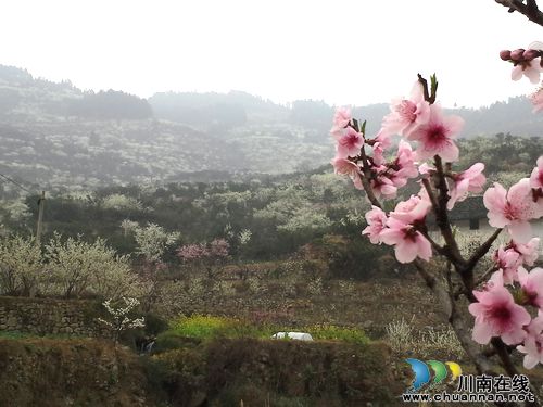 叙永:赤水河畔桃花李花次第开 踏青赏花这里来(图4) 叙永:赤水河畔桃花李花次第开 踏青赏花这里来(图4)