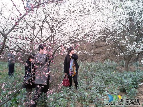 叙永:赤水河畔桃花李花次第开 踏青赏花这里来(图2) 叙永:赤水河畔桃花李花次第开 踏青赏花这里来(图2)