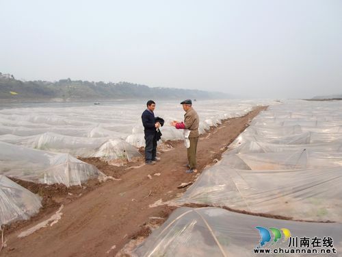 合江白米乡:千亩连片打造国家级露地蔬菜标准园(图1) 合江白米乡:千亩连片打造国家级露地蔬菜标准园(图1)
