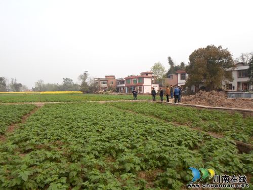 合江白米乡:千亩连片打造国家级露地蔬菜标准园(图2) 合江白米乡:千亩连片打造国家级露地蔬菜标准园(图2)