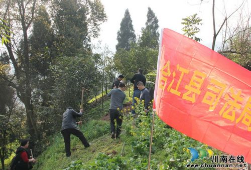合江县司法局组织社矫人员开展义务植树活动